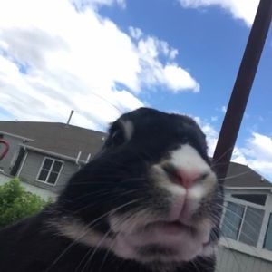 Meet your Posher, Gracie